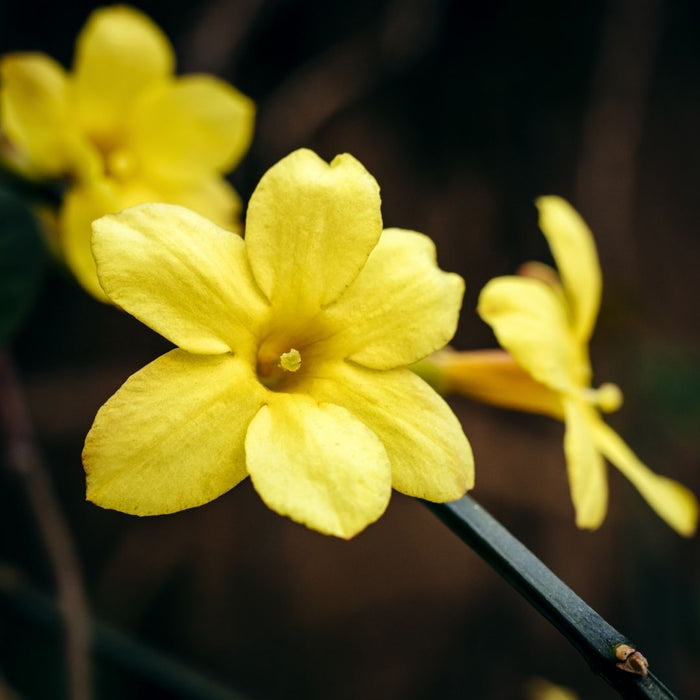 Close-up of Winter Jasmine blooms in late winter