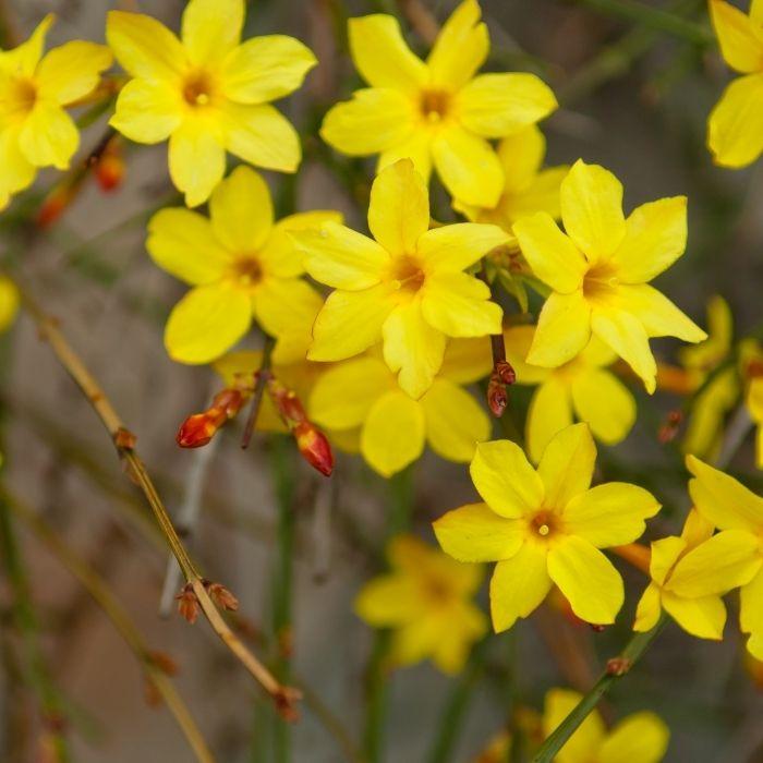 Winter Jasmine with bright yellow late-winter flowers on arching green stems