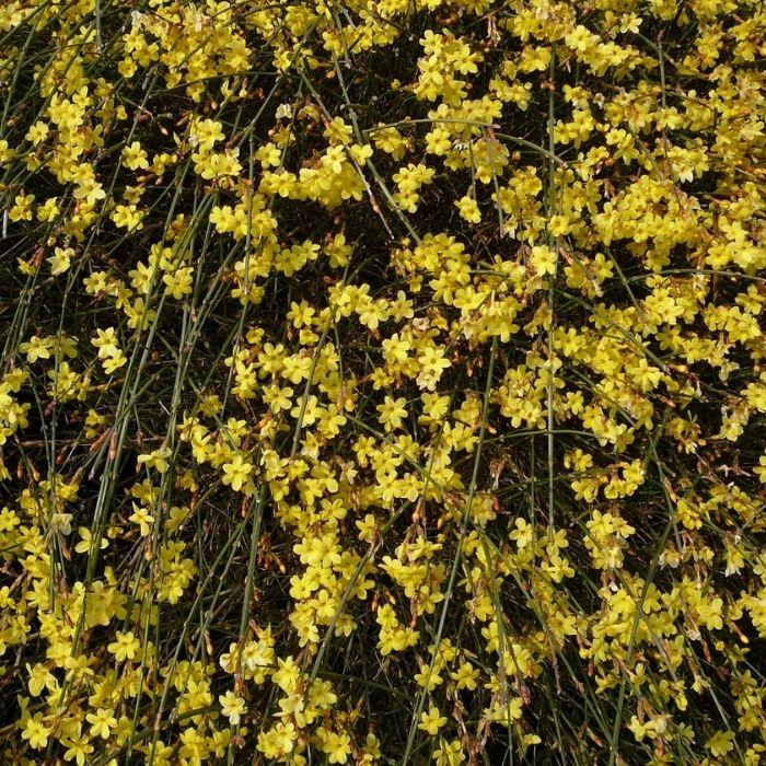 Winter Jasmine cascading over a retaining wall with yellow blooms