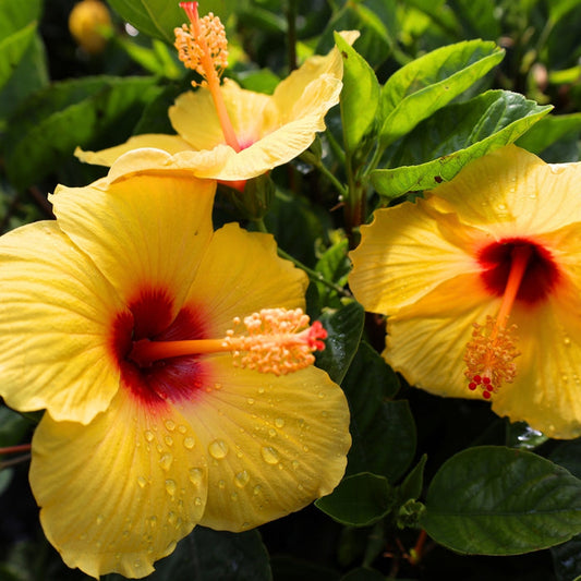 close up of yoder yellow hibiscus blooms