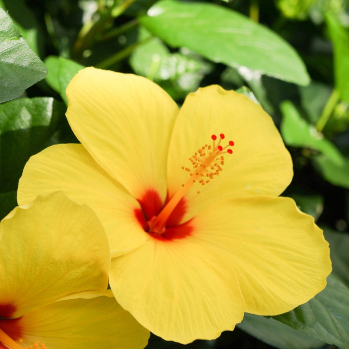 yellow hibiscus with red center