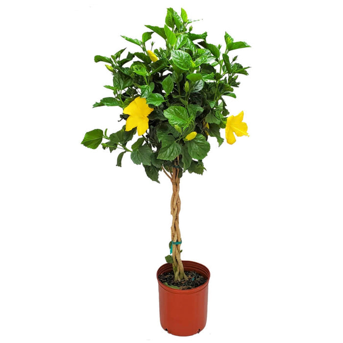 yellow blooming braided hibiscus tree