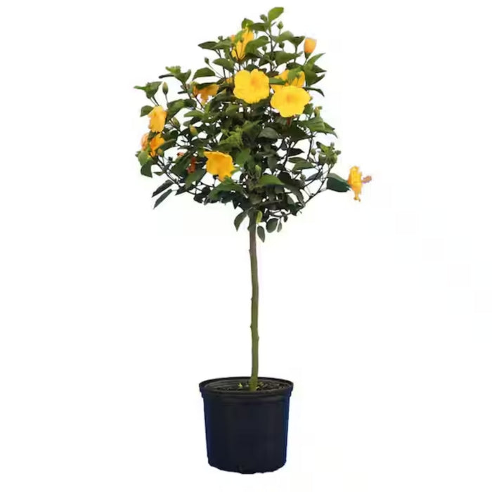 Yellow Hibiscus